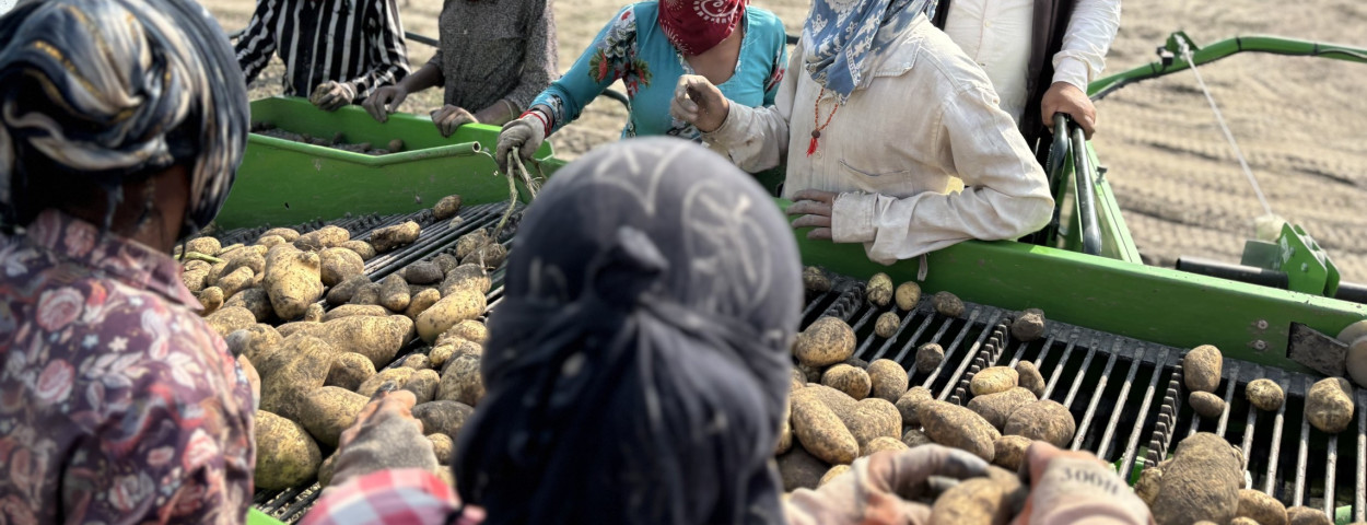 aardappelteelt india_agristo
