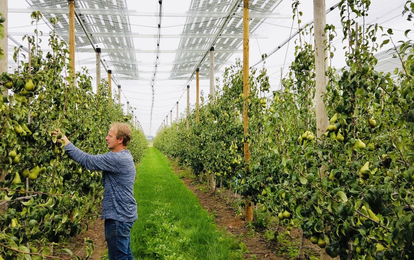 De kracht van agrivoltaics: “Het potentieel van een kleine kerncentrale”