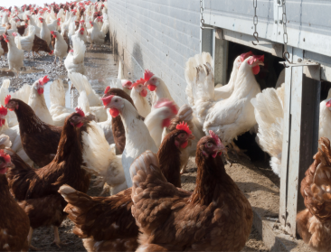 EU-landbouwministers overwegen groepsaankoop vogelgriepvaccins