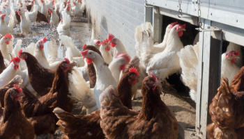 Nieuwe besmettingen vogelgriep in Zwevezele en Sint-Laureins, Nederland test vaccins