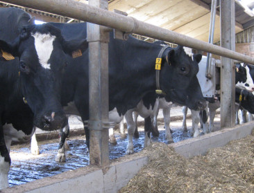 "Lagere kosten maar nog lagere melkprijs"