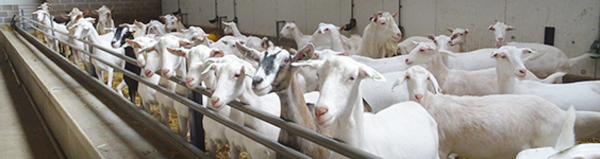 Studiedag geitenhouderij met bedrijfsbezoek (Ninove)