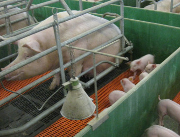 Ook Europese Commissie wil af van kooisystemen