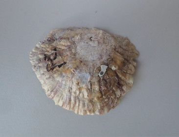 Ooit verdwenen platte oester duikt voorzichtig op in onze zee