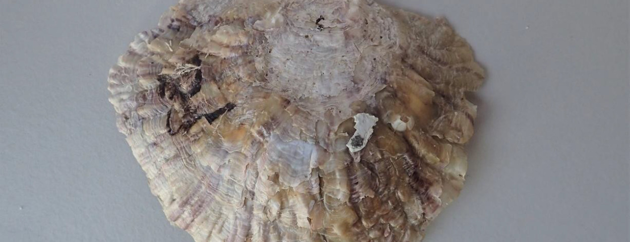 platte oester2