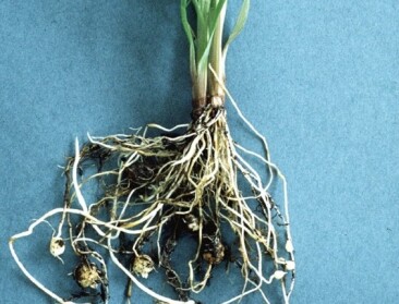Knolcyperus rukt op en bedreigt aardappel- en groenteteelt