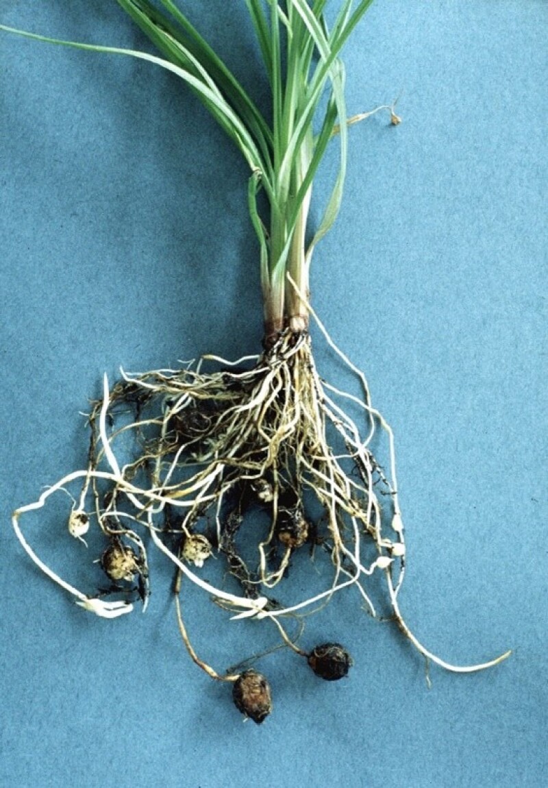 Knolcyperus 2
