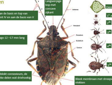 Invasieve schildwants is nieuwe schrik van fruitsector