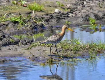 Populatie van akkervogels in Vlaanderen sinds 2007 met een kwart gekrompen