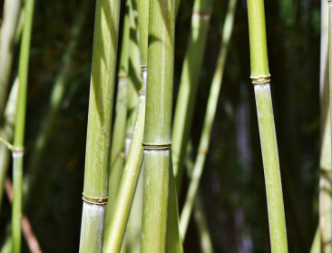 Bamboe goed voor klimaat, landbouw en werkgelegenheid
