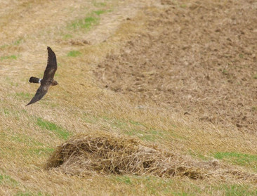 Akkervogelbeschermers beloond met nest steppekiekendief