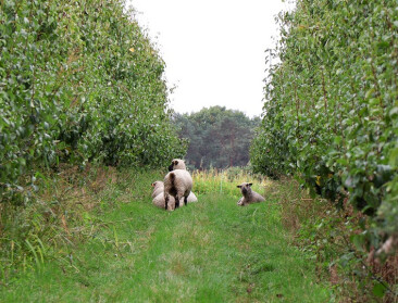 Limburgse fruitteler pioniert met begrazing door speciaal schapenras