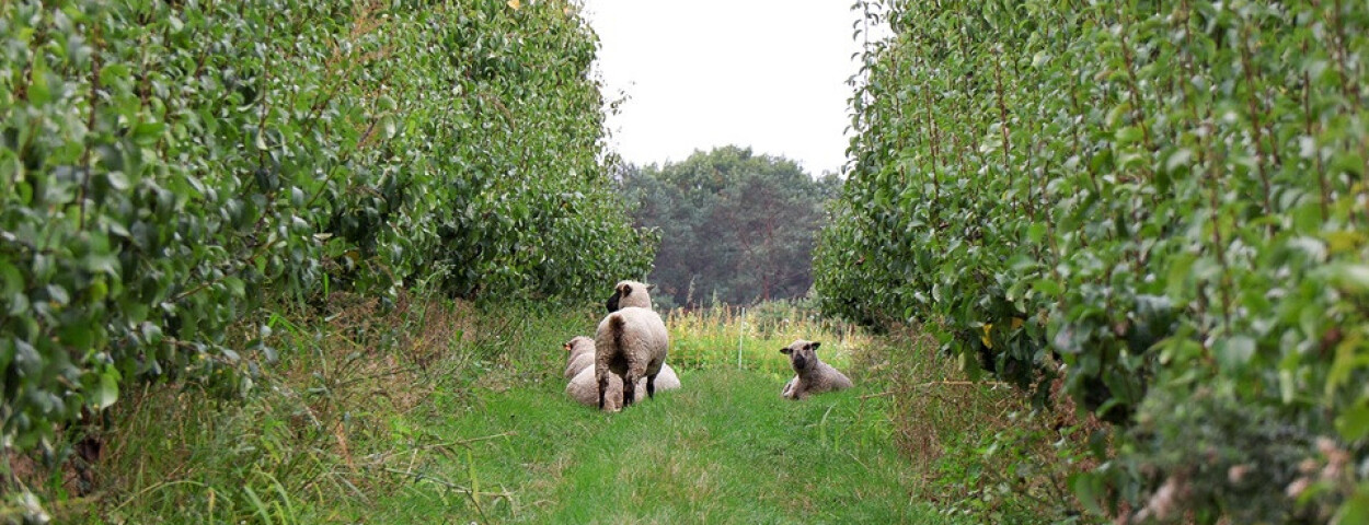 schapen fruitsnacks