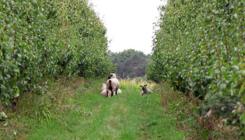 Limburgse fruitteler pioniert met begrazing door speciaal schapenras