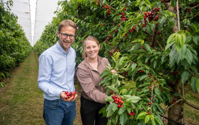 Kersenproductie herstelt na dramatisch seizoen