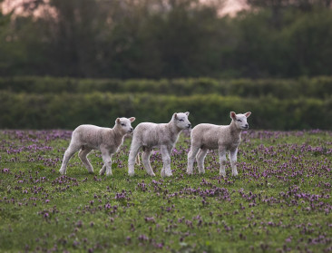 Gebrek aan blauwtongvaccins brengt vaccinatieschema in gevaar