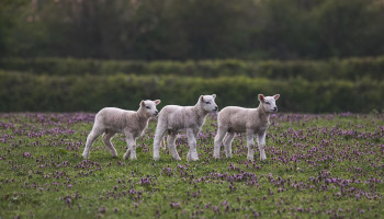 Gebrek aan blauwtongvaccins brengt vaccinatieschema in gevaar