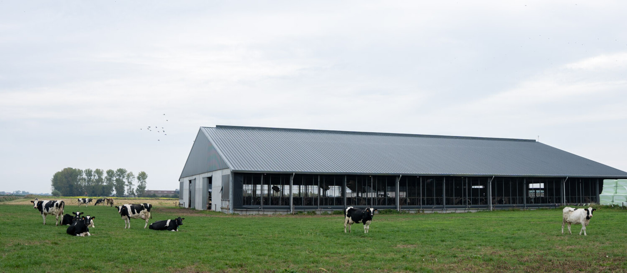 Pieter Obin, open stal