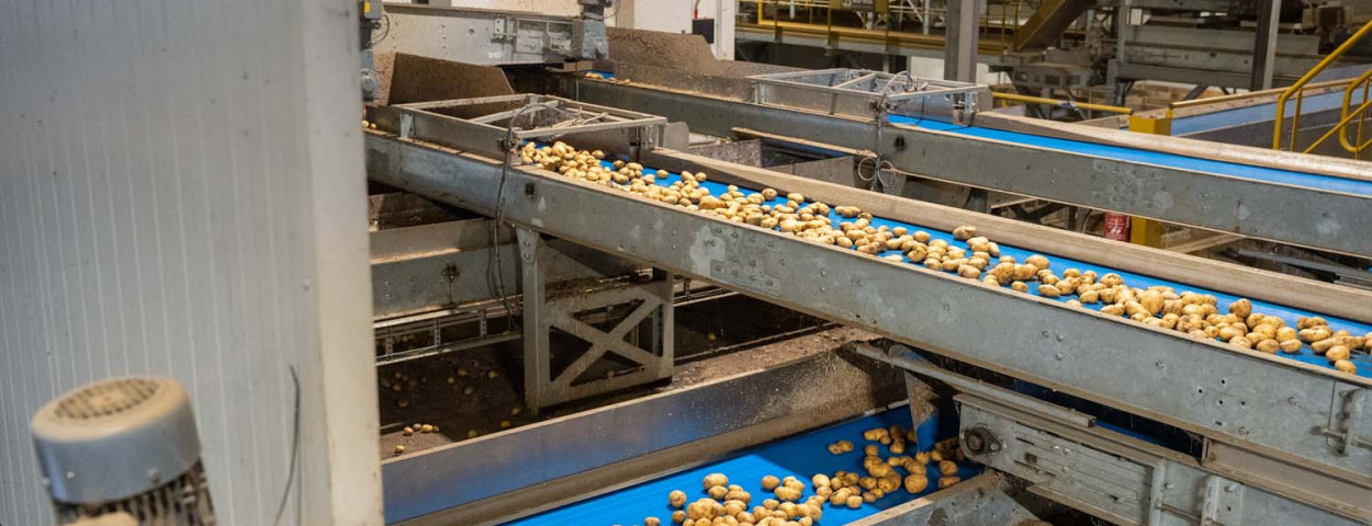 Pomuni aardappelfabriek_wassen, scheiden en sorteren van de aardappelen voor versmarkt en diepvriesmarkt