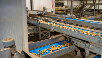 Ondanks moeilijke teeltomstandigheden blijft aardappelverwerking op peil in 2023