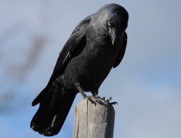 Veel vinken geteld, maar ook veel kauwen gespot