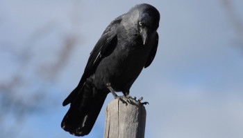 Slimme technologie luistert mee in boomgaard om vogelschade te voorspellen