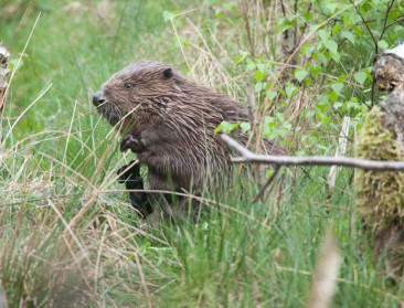 Groen klaagt besparingen op natuurinspectie aan
