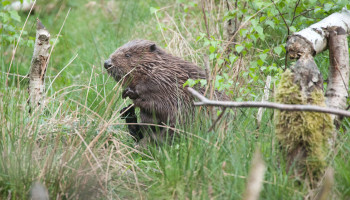 Provincie Antwerpen werft bevercoördinator aan: “Samenleven met de bever vraagt maatwerk”
