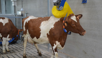 8 op 10 Vlamingen wil dat dierenrechten wettelijk geregeld worden