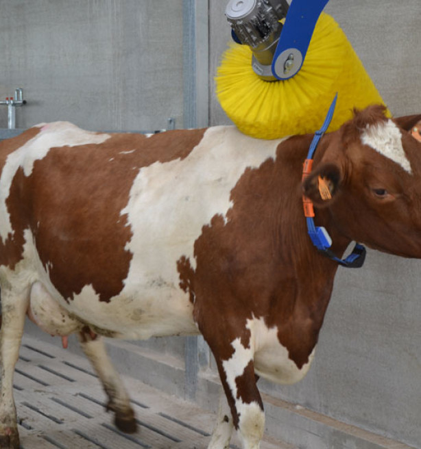 Minder boeren, meer melk: Vlaamse melkveehouderij wordt steeds efficiënter