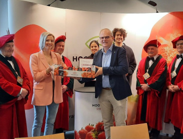 Eerste aardbeien in Hoogstraten leveren 8.000 euro op voor goede doel