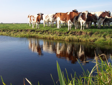 BioForum zoekt deelnemers voor "De mooiste koeienweide"