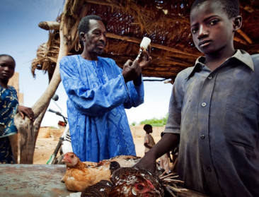Vogelgriep stelt ook Burkina Faso op de proef
