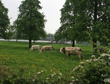 Blikseminslag doodt drie koeien in Haspengouw
