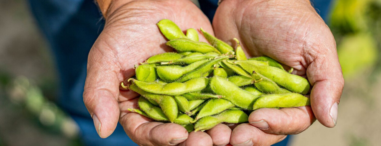 Boni+-+Edamame+teelt_1588