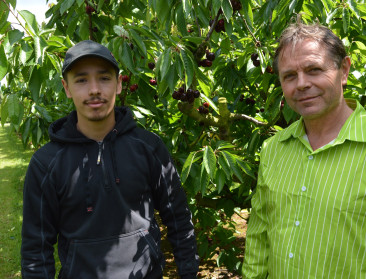 Eerste kersen geplukt in Zoutleeuw: "Zonder gewasbescherming? Dat is een utopie"