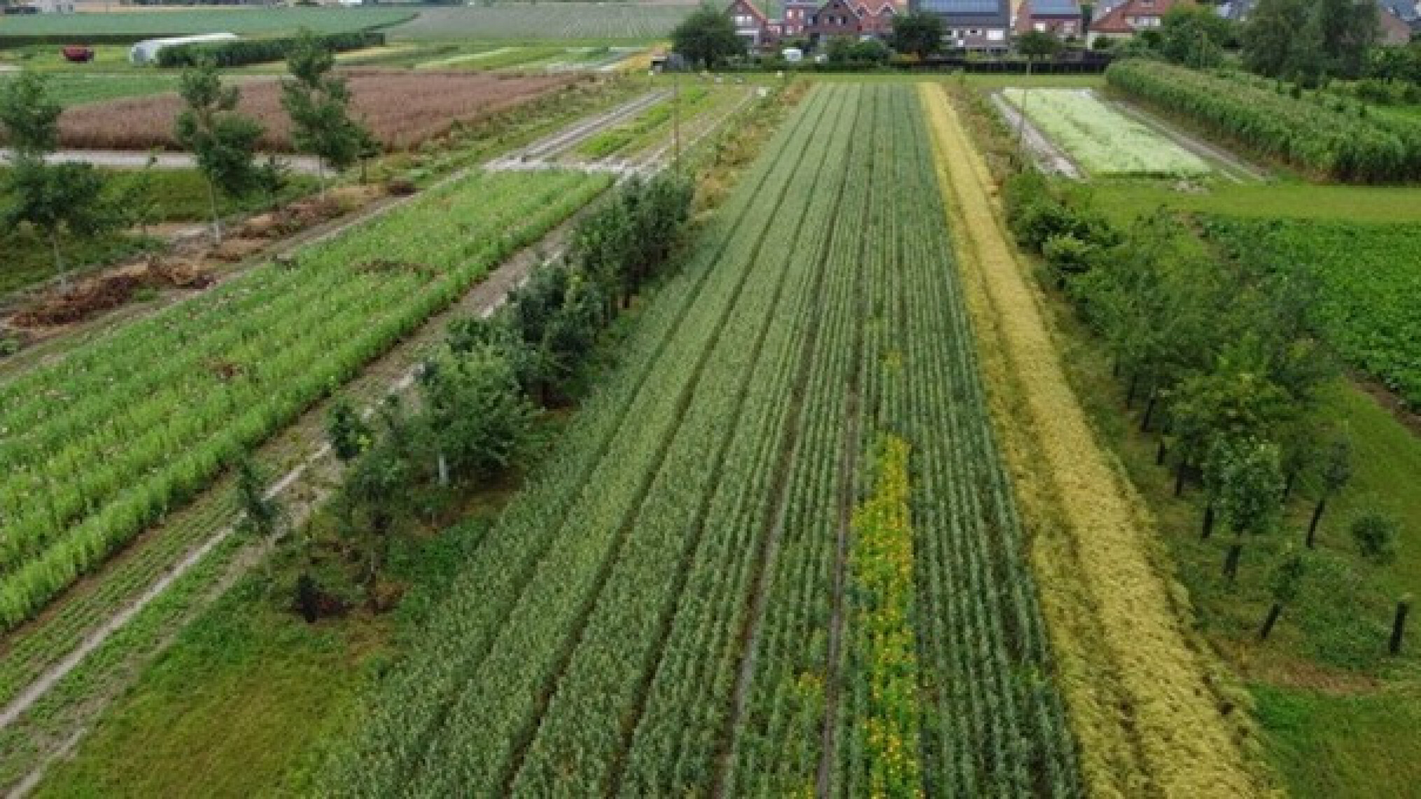 boslandbouw agroforestry herent