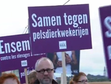 Geen vergunning voor grote nertsenkwekerij in Wervik