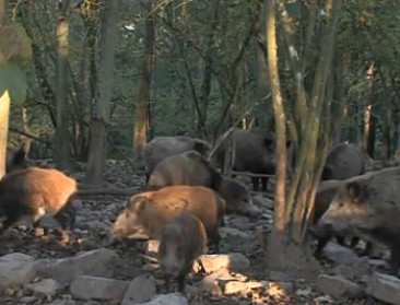 Borsus laat Waalse everzwijnenpopulatie inperken