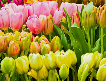 Tulpenmuren Vlaamse provincies luiden voorjaarsseizoen bloemen in