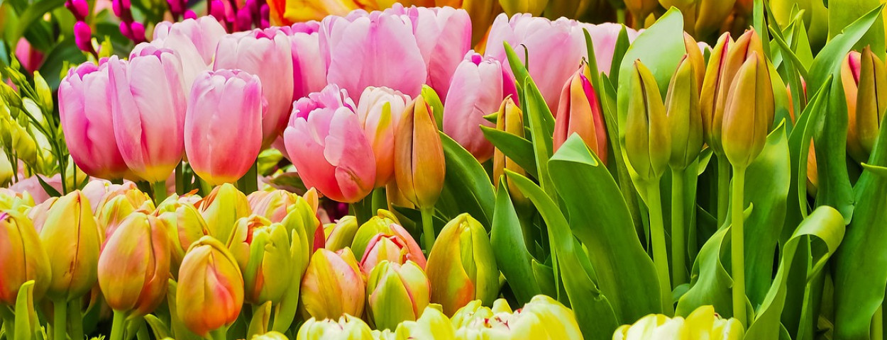 Tulpenmuren Vlaamse provincies voorjaarsseizoen bloemen in | vzw