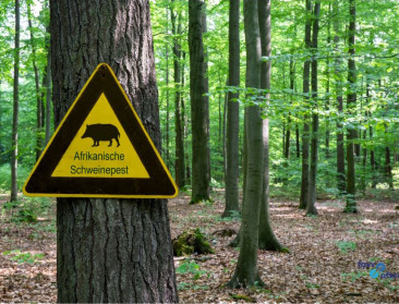 FAVV waarschuwt jagers: blijf weg uit AVP-gebied