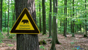 FAVV waarschuwt jagers: blijf weg uit AVP-gebied