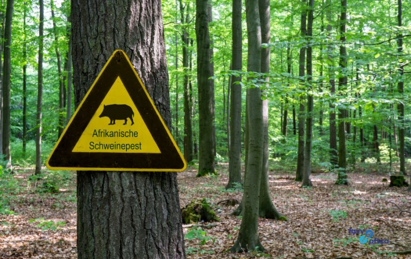 FAVV waarschuwt jagers: blijf weg uit AVP-gebied