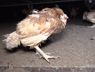 Boerenbond wil meer bescherming tegen dierenactivisten