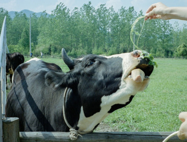Milk Trading Company herpakt zich met flexibel prijsmodel voor melkveehouders