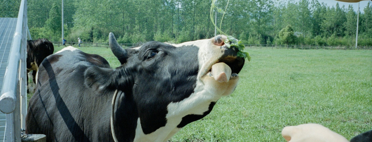 melkkoe3