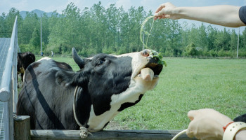 Milk Trading Company herpakt zich met flexibel prijsmodel voor melkveehouders
