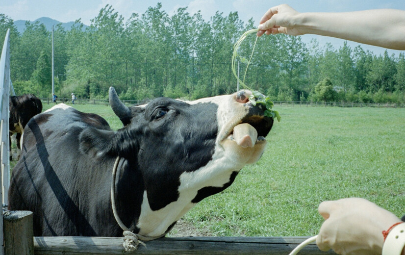 Milk Trading Company herpakt zich met flexibel prijsmodel voor melkveehouders