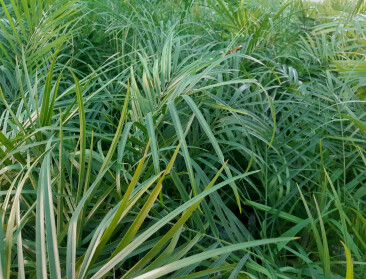 Sierplant kan landbouw aanzienlijk teisteren: terugroepactie na vondst aaltjes